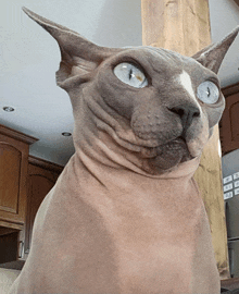 a hairless cat with a white spot on its nose looks at the camera