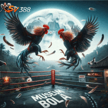 two roosters are fighting in a boxing ring with the words museum bola on the ground