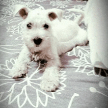 a small white dog is laying on a bed with leaves on it .