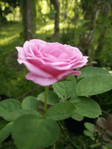 a close up of a pink rose surrounded by green leaves