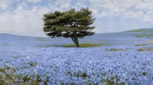 a lone tree in the middle of a field of blue flowers .