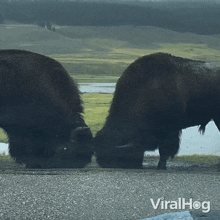 a couple of bison standing next to each other on the side of a road with the words viralhog below them