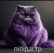 a purple cat with a caption in a foreign language that says pipidastr