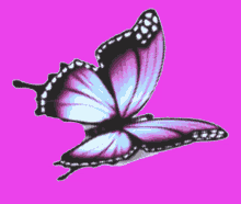 a blue butterfly with white spots is flying on a pink background