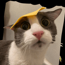 a cat with a yellow item on its head