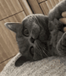 a person is petting a gray cat laying on its back on a blanket .