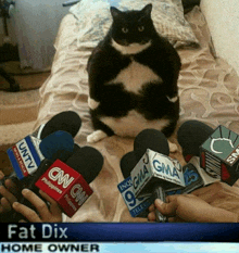 a fat cat sits on a bed surrounded by microphones including cnn gma and untv