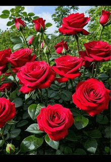 a bush of red roses with green leaves and buds