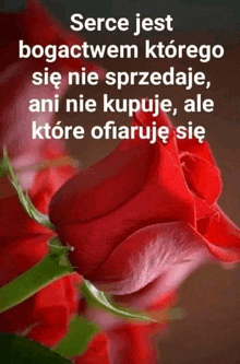 a close up of a red rose with a quote in polish