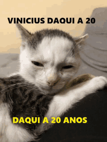 a cat with the words vinicius daqui a 20 daqui a 20 anos on the bottom