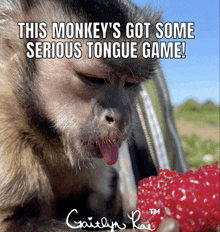 a picture of a monkey with a caption that says " this monkey 's got some serious tongue game ! "