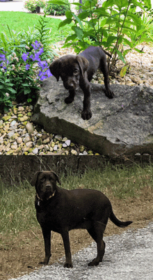 a puppy is standing on a rock and a dog is standing on the ground