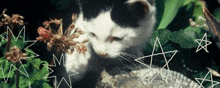 a black and white cat laying on a rock surrounded by flowers and stars