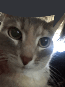 a close up of a cat 's face with a blue background