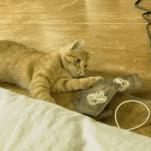 a cat laying on the floor playing with a cd with a butterfly on it