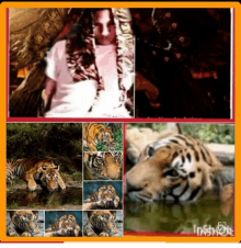 a collage of pictures of tigers and a man with the word insight at the bottom