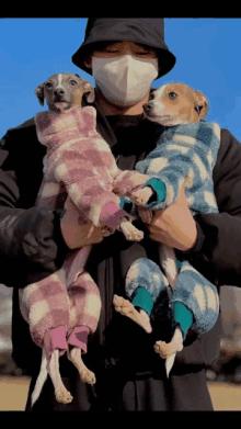 a man wearing a mask is holding two dogs in matching outfits