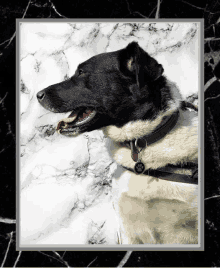 a black and white dog is wearing a collar with a paw print tag