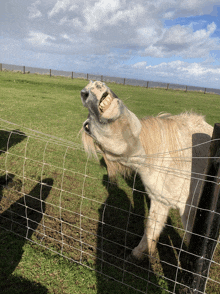 a horse standing behind a wire fence with its mouth open