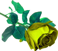 a yellow rose with green leaves is against a white background