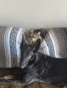 a cat and a dog laying on a blanket