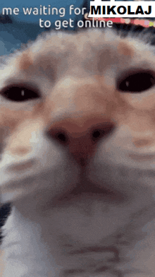 a close up of a cat 's face with the words " me waiting for mikolaj to get online " above it