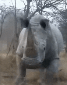 a white rhinoceros with a large horn is standing in the dirt .