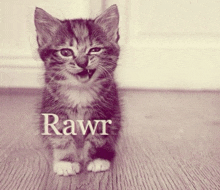 a kitten is sitting on a wooden floor and the word rawr is on the bottom