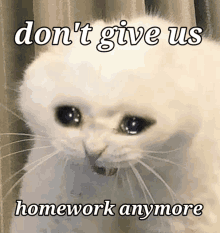 a white cat is crying with the words `` don 't give us homework anymore '' .