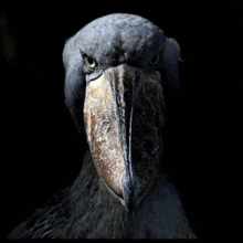 a bird with a large beak is looking at the camera with a black background