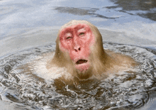 a monkey with a red face is swimming in a pool of water