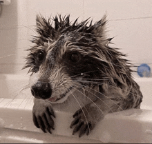 a wet raccoon taking a bath in a tub