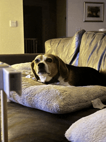 a beagle dog laying on a couch looking at the camera