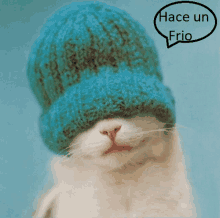 a cat wearing a blue hat with a speech bubble that says " hace un frio "