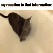 a black cat is standing in the snow with the words `` my reaction to that information '' written above it .