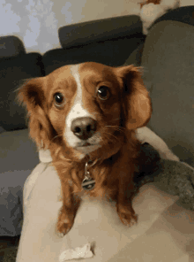 a small brown and white dog sitting on a couch with a tag that says ' id ' on it