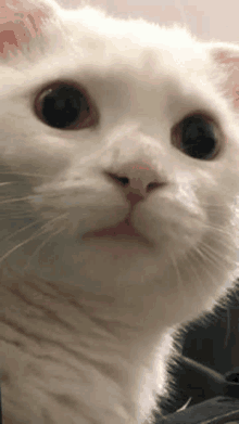 a close up of a white cat 's face with big eyes looking at the camera .