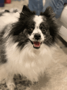 a black and white dog with its mouth open looking at the camera