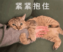 a cat is laying on a person 's arm with chinese writing on the bottom