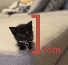 a small black kitten is sitting on a couch next to a red number 1 .