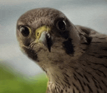 a close up of a bird 's head with a yellow beak