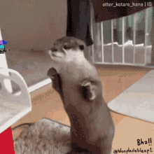 an otter standing on its hind legs with a watermark that says otter_kotaro_hana