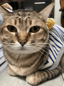 a cat wearing a blue and white striped shirt