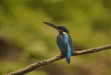 a colorful bird perched on a branch with a green background