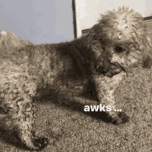 a small dog laying on a carpet with a caption that says awws