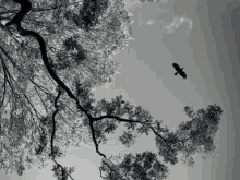 a black and white photo of a bird flying over a tree branch .