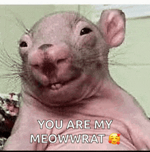 a picture of a hairless rat with the words " you are my meowwrat "