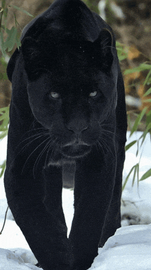 a black panther is walking in the snow