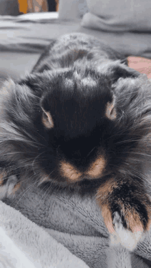 a black and brown cat laying on a blanket