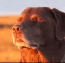 a close up of a brown dog with its eyes closed